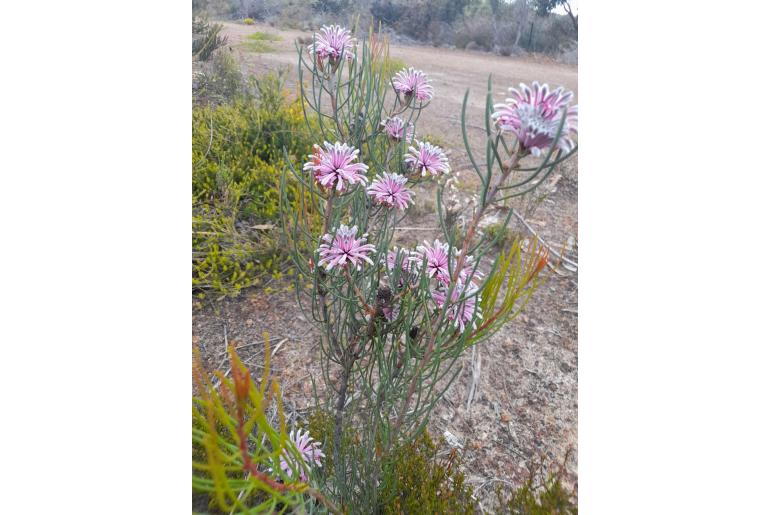 Petrophile teretifolia -10515