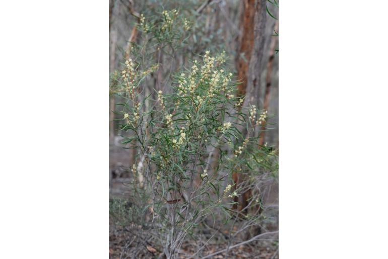 Petrophile heterophylla -10519