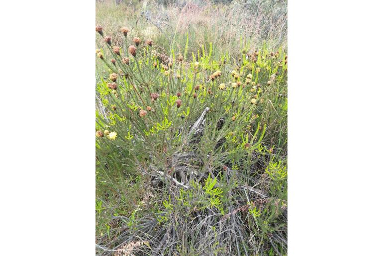 Petrophile ericifolia -10520