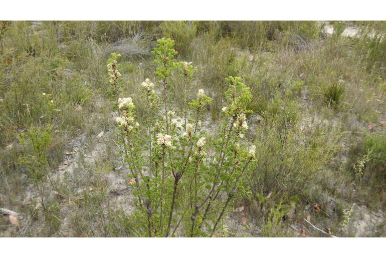 Petrophile canescens -10521