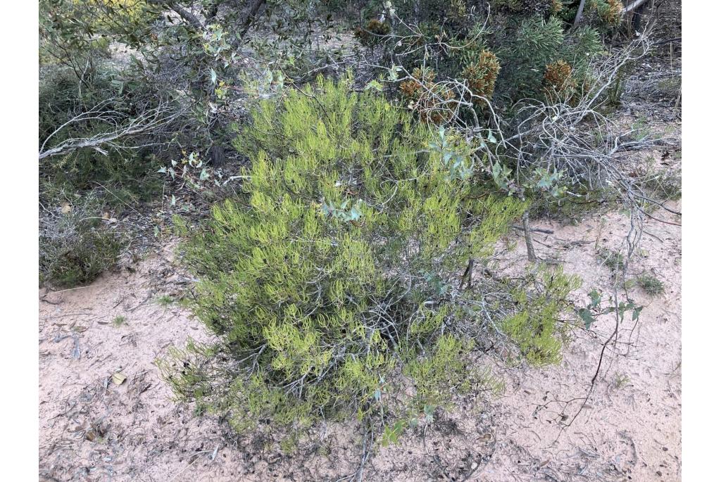 Persoonia met cilindervormig blad