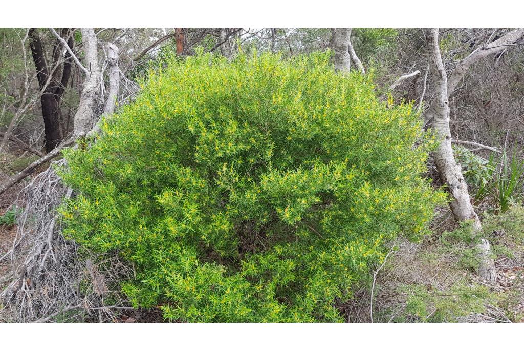 Caley's zachte persoonia