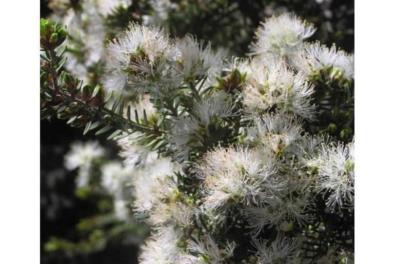 Melaleuca bracteosa -10544