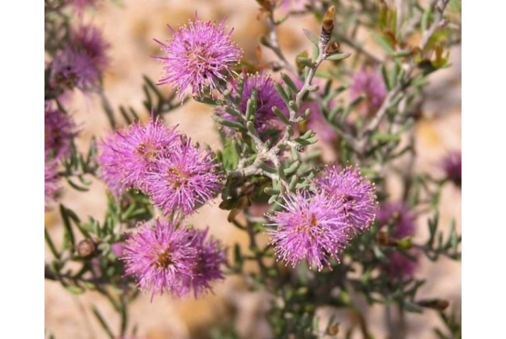 Carr's Melaleuca