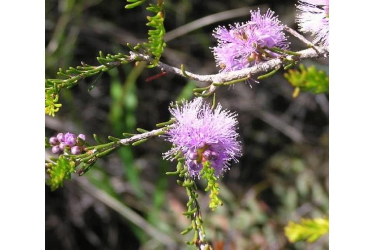 Melaleuca glaberrima -10551