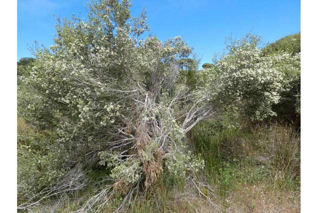 Kangaroo-island melaleuca