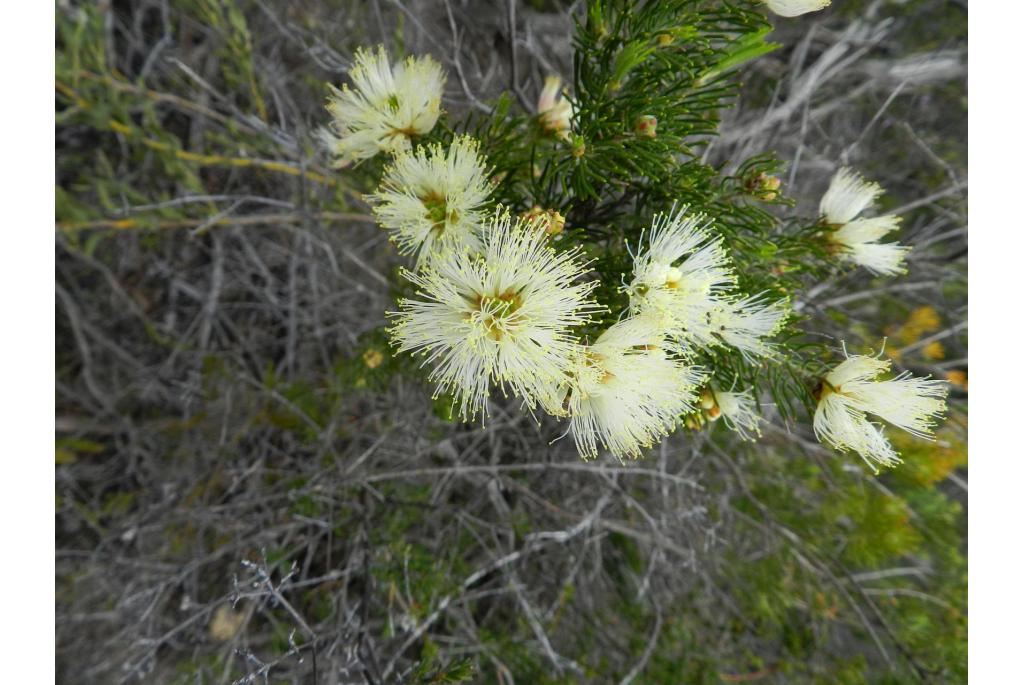 Urnvormige melaleuca