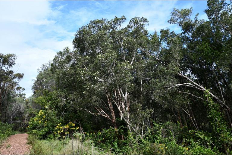 Melaleuca quinquenervia -10575