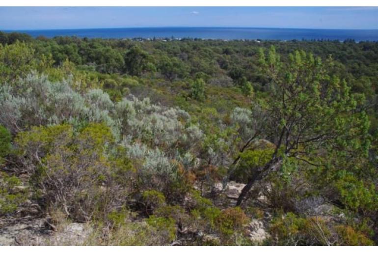 Melaleuca systena -10578