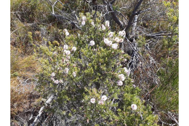 Melaleuca striata -10580