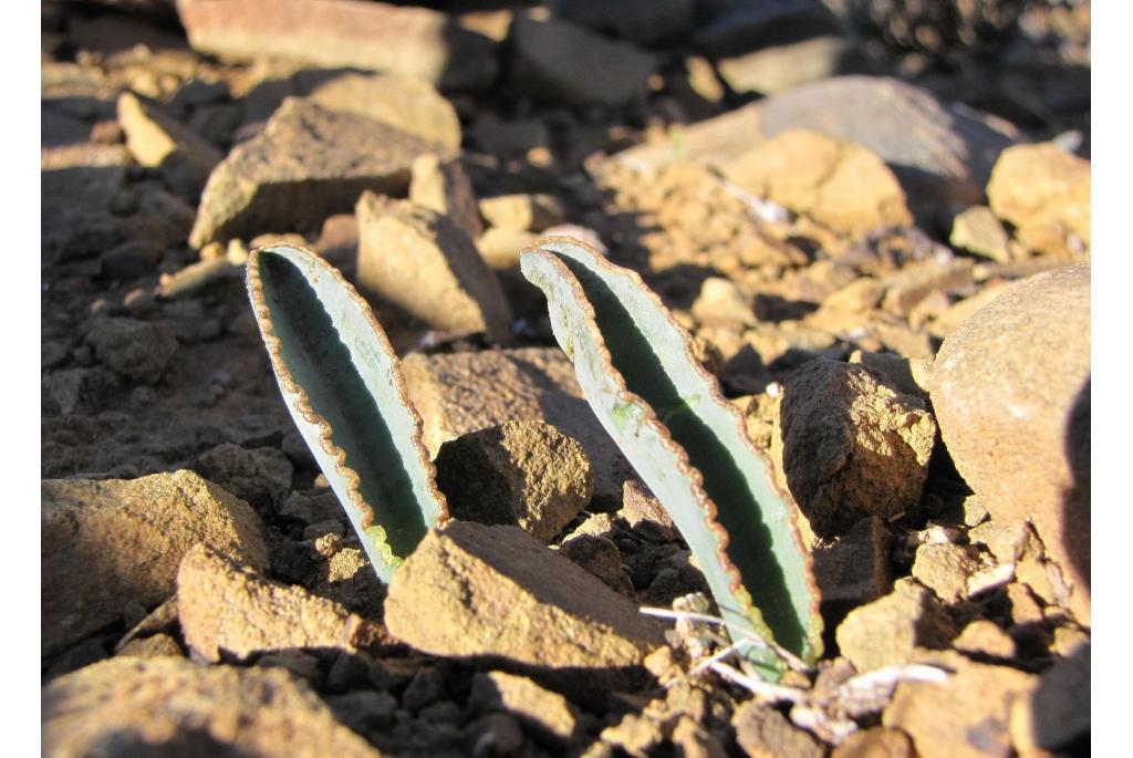 Ochtendstond albuca