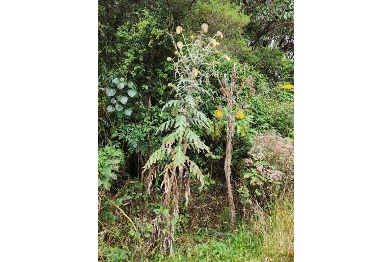 Cirsium subcoriaceum -10591