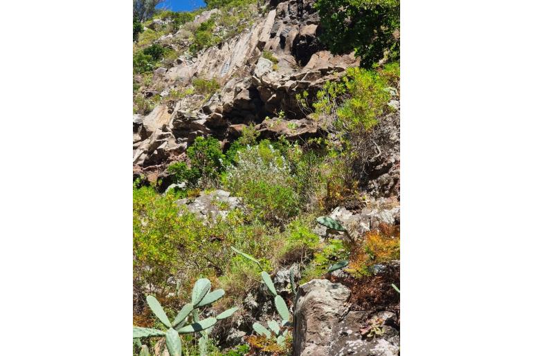 Teucrium heterophyllum -10602