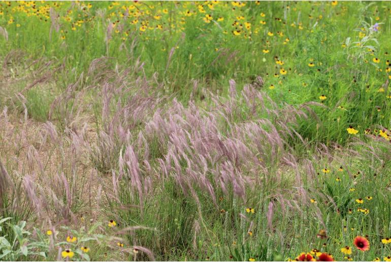 Aristida purpurea -10624