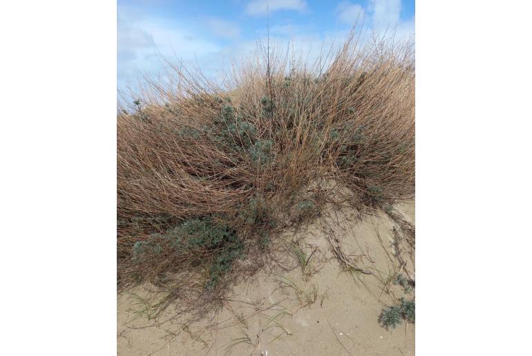 Artemisia obtusiloba var glabra -10629