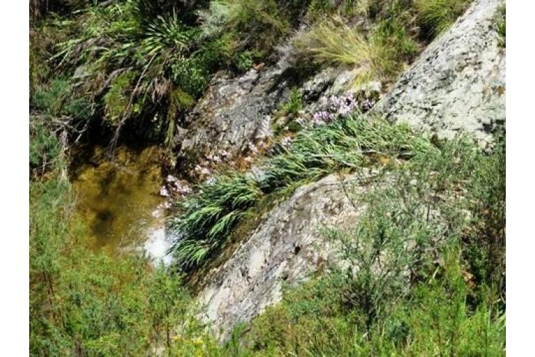 Gladiolus aquamontanus -10630