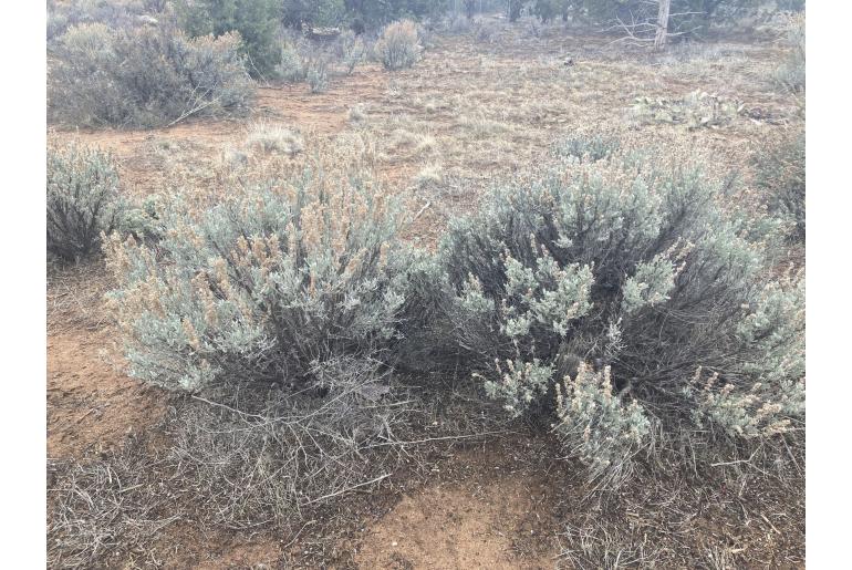 Artemisia tridentata -10631