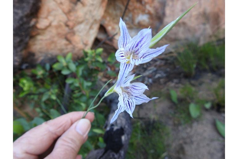 Gladiolus violaceolineatus -10632