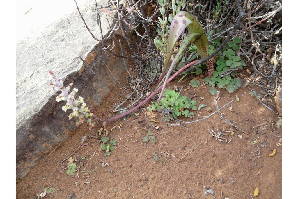 Gegroefde lachenalia