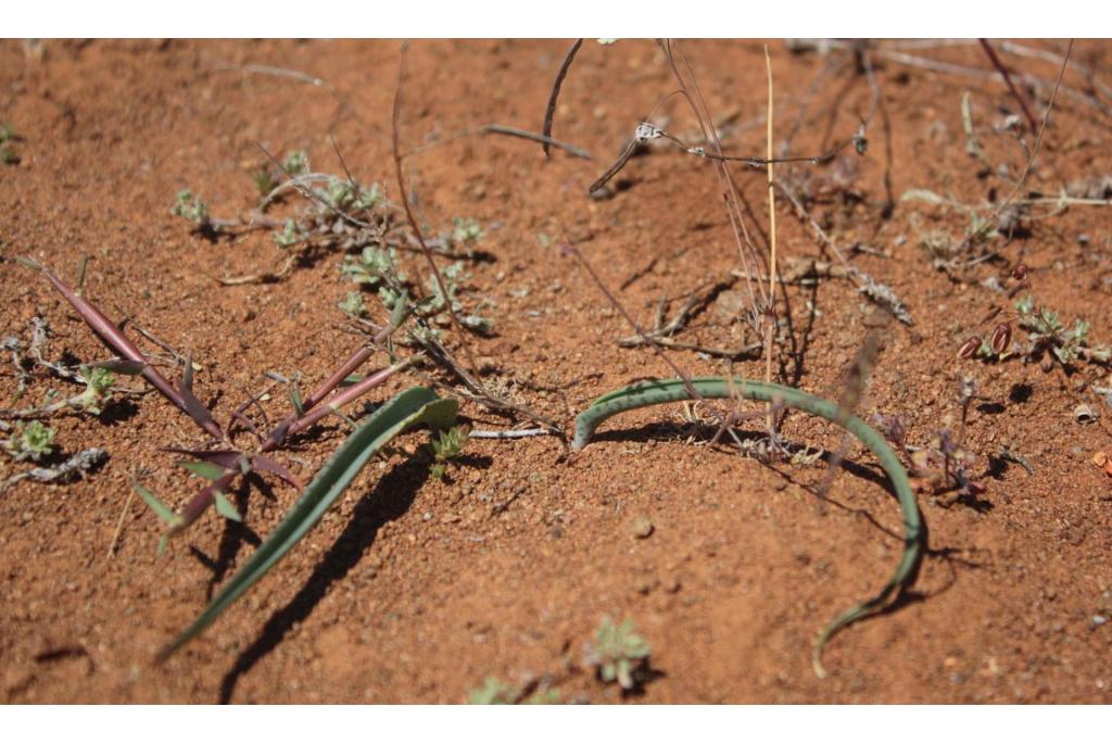 Blauwblad lachenalia