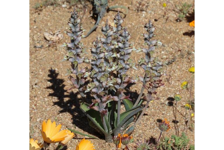 Lachenalia inconspicua -10638