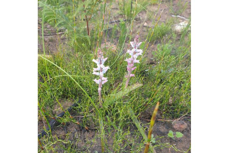 Lachenalia judithiae -10639