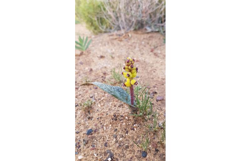 Lachenalia karoopoortensis -10641