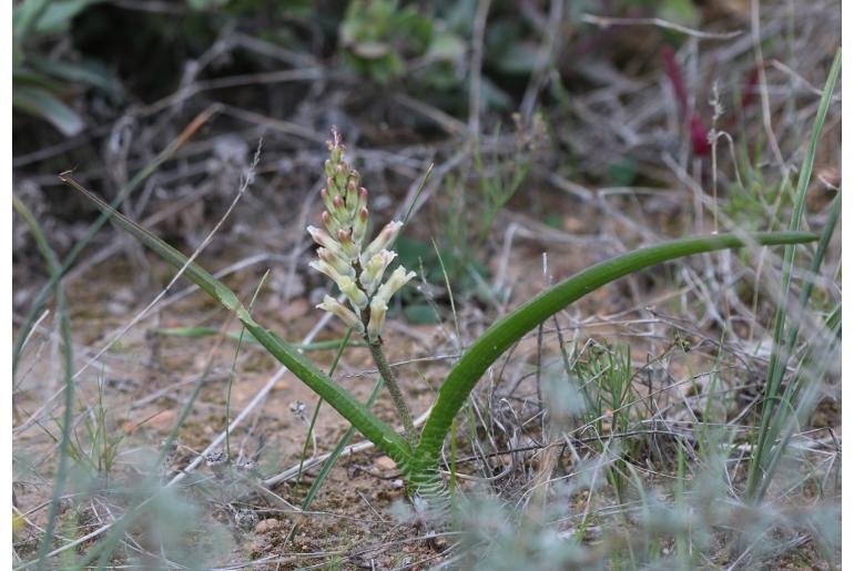 Lachenalia marginata ssp neglecta -10642