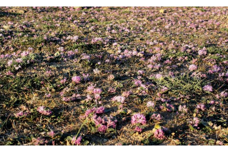 Lachenalia pygmaea -10643