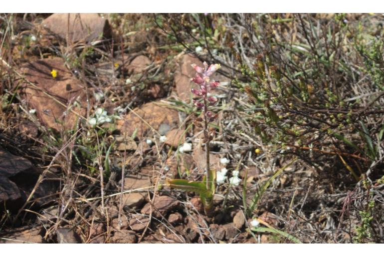 Lachenalia summerfieldii -10645