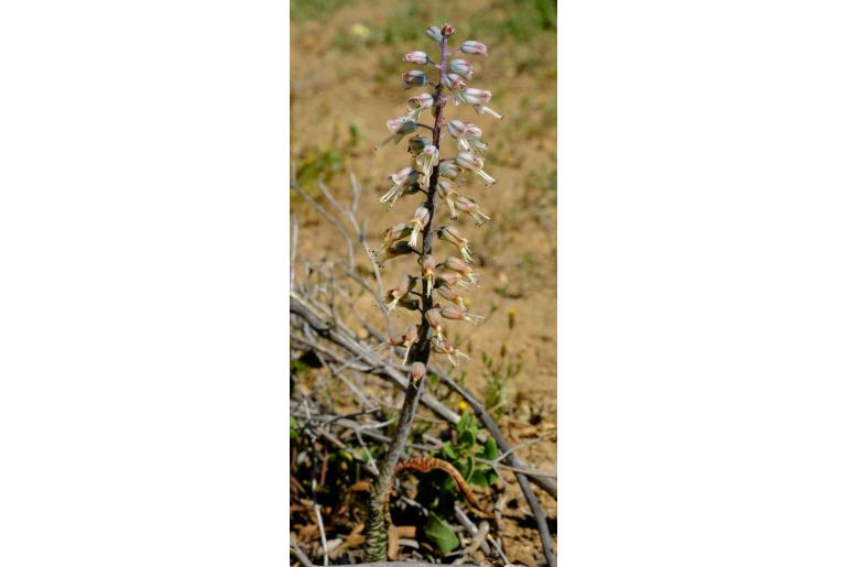 Lachenalia whitehillensis -10646