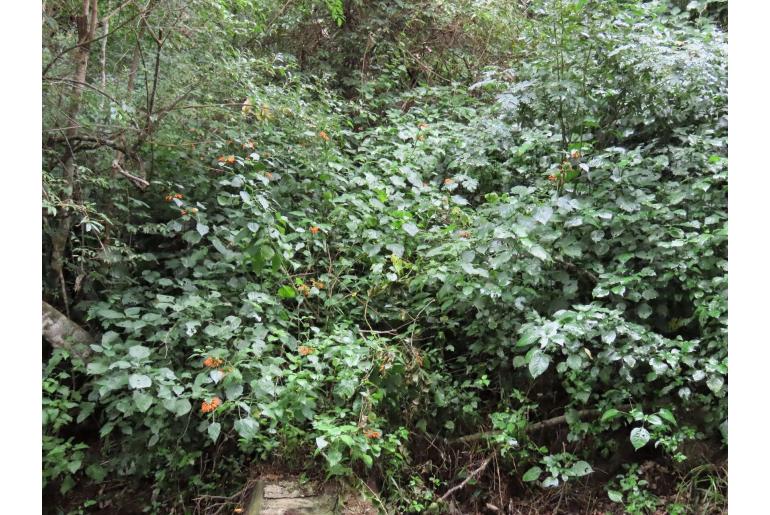 Leonotis ocymifolia var ocymifolia -10649