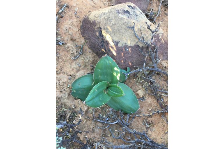 Ornithogalum corticatum -10657