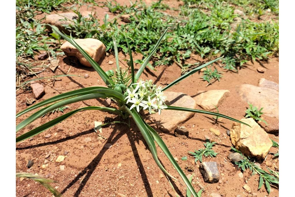 Seiner's albuca