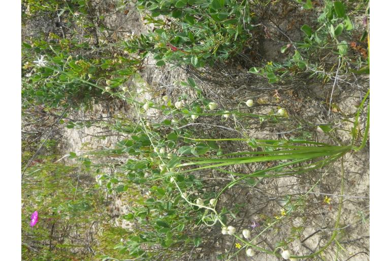 Trachyandra sabulosa -10662