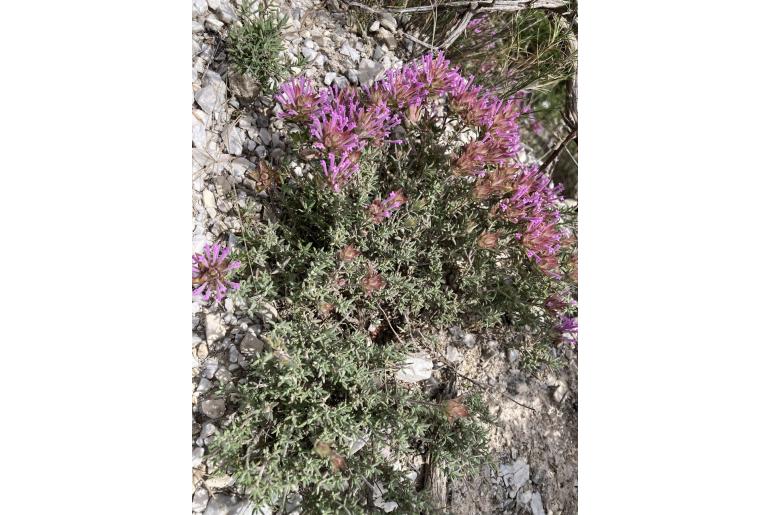 Thymus longiflorus -10675