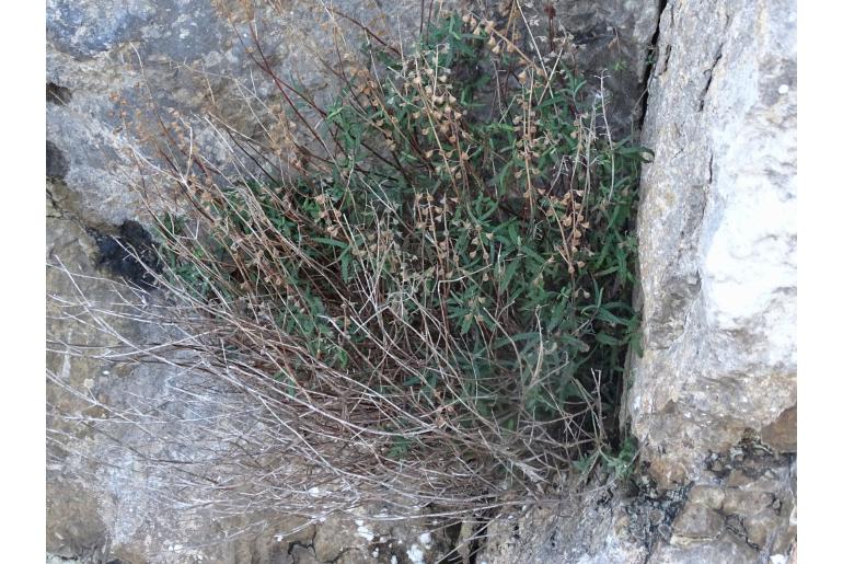 Teucrium asiaticum -10677