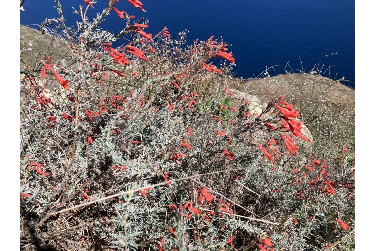 Epilobium canum ssp canum -10678