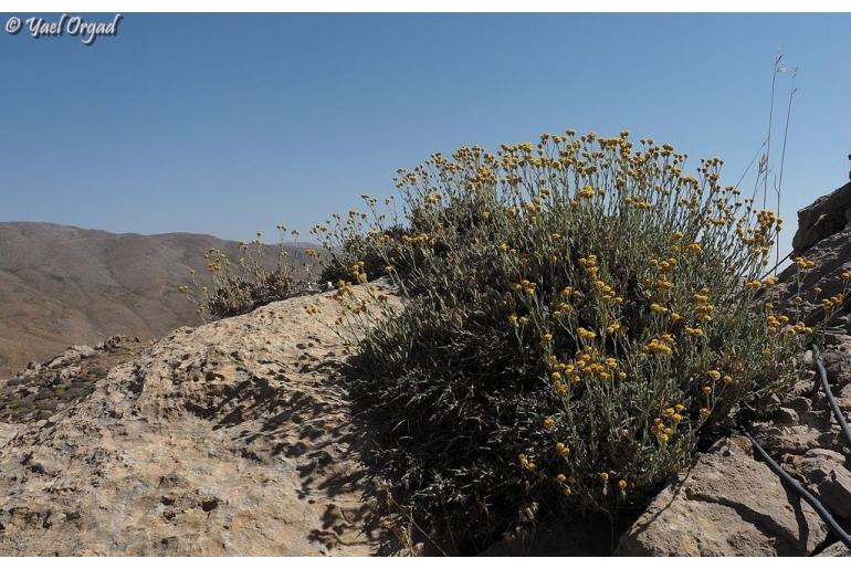 Tanacetum densum -10685