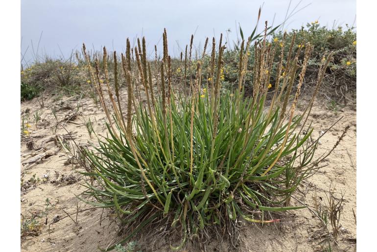 Plantago crassifolia -10699