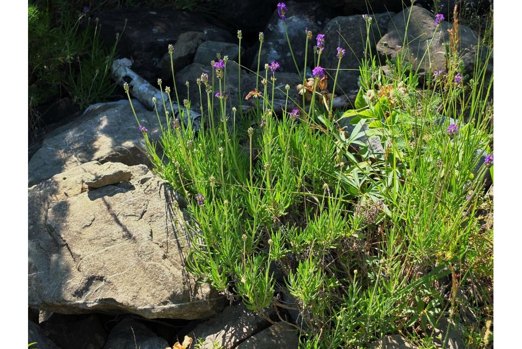 Echte lavendel