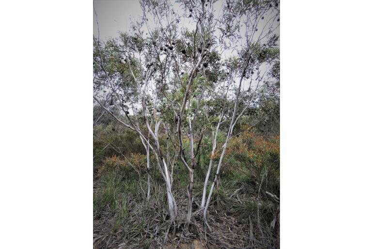 Eucalyptus lehmannii -10729