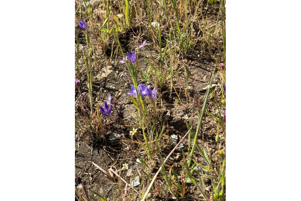 Dwerg brodiaea