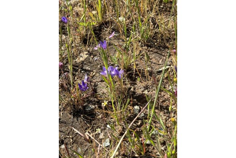 Brodiaea terrestris -10734