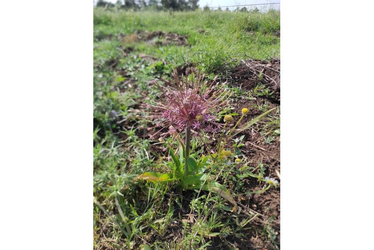 Allium schubertii -10773