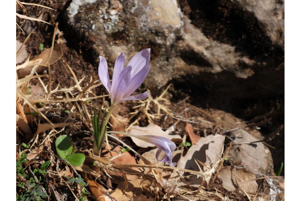 Getraliede krokus