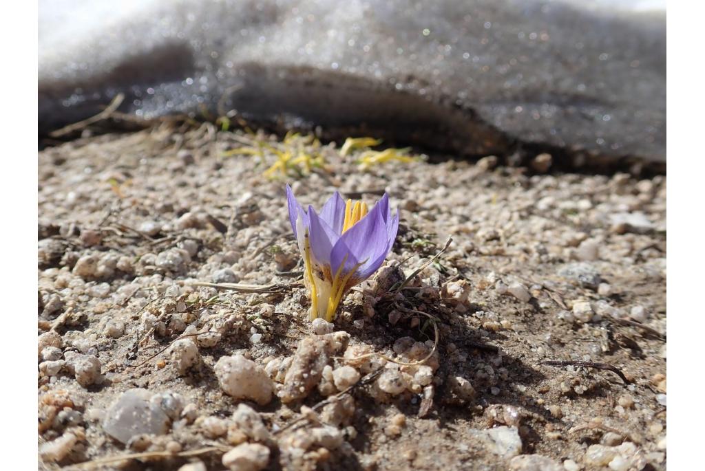 Mooi gekleurde krokus