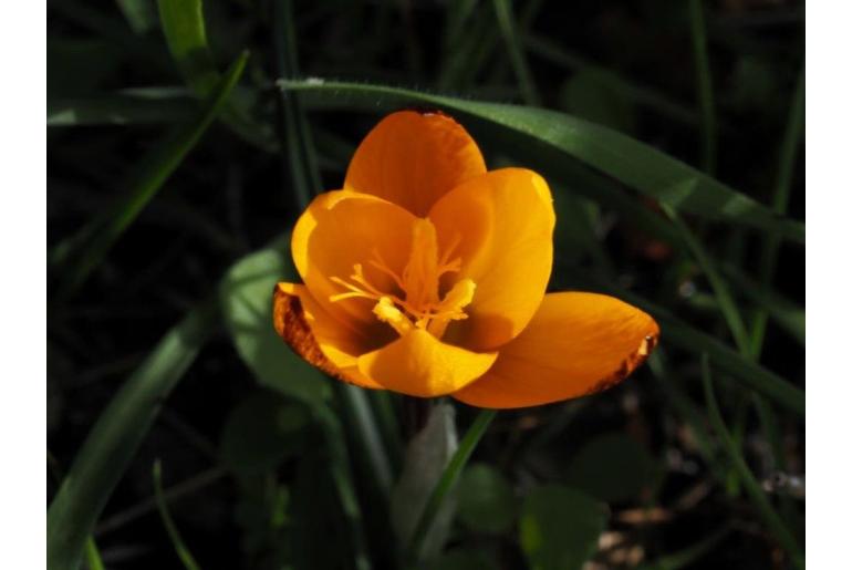 Crocus balansae -10783