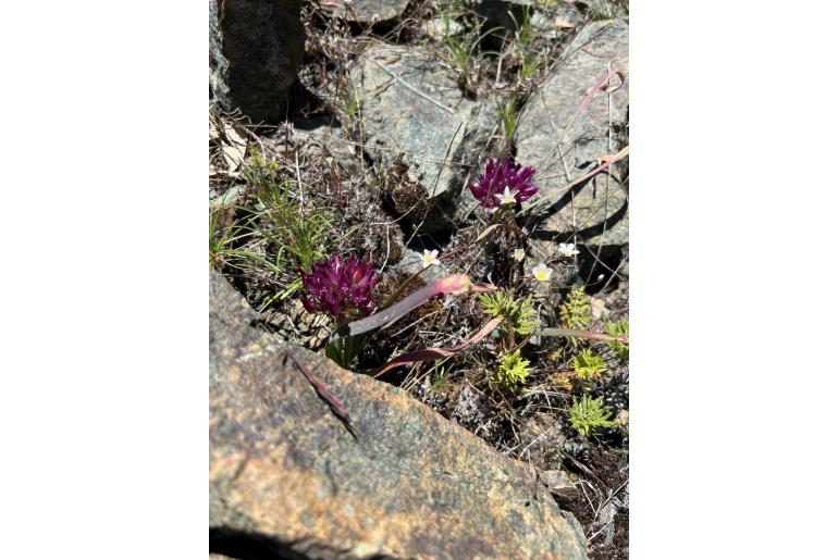 Allium falcifolium -10790