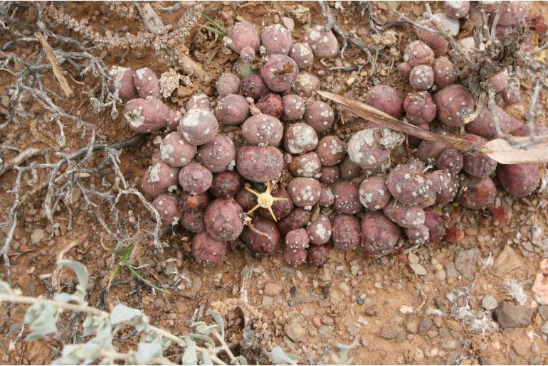 Duvalia parviflora -10795